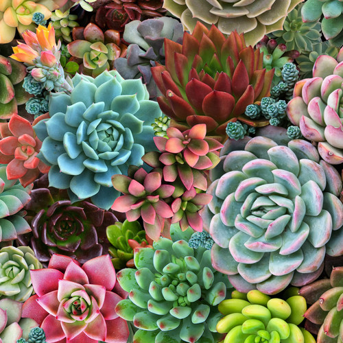 SUCCULENT CHARM 598 MULTI