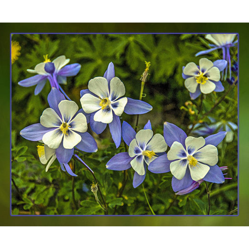 SINGLE COLUMBINE PNL 22"x18"