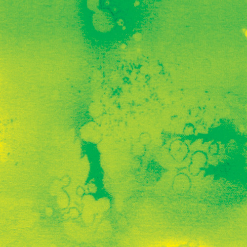 FOSSIL FERN 00528 75B LIME AID