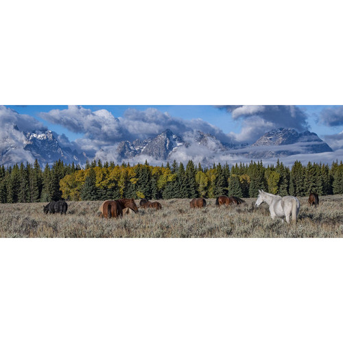 TETON HORSE PANORAMA PNL 36"x14"