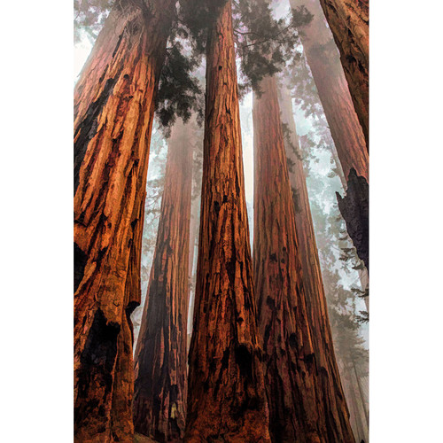 REDWOOD NATIONAL PARK PNL 21.75"x16.75"