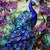 PEACOCK IN THE GARDEN 16250304P 01 PNL