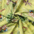 THREE LITTLE PIGS 21250801 01