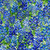 HILL COUNTRY WILDFLOWERS 22HCW 1 BLUE