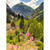 MOUNTAIN HOLIHOCKS PNL 14"x20"