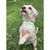 PATTERN WARM & DRY DOG COAT