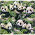 PANDA BEARS 1230 BLACK
