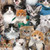 CAT BREEDS 3809 MULTI