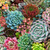 SUCCULENT CHARM 598 MULTI