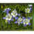 SINGLE COLUMBINE PNL 22"x18"