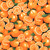 FARMER JOHN'S GARDEN 120 13341 ORANGE
