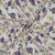 COTTON WAFFLE 05694 003 COT DIGITAL 51"