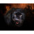 BLACK PANTHER PNL 20"x14"