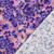 COTTON SATIN PRT 05942 001 COT DIGITAL 58"