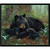 TENDER MOMENTS 9620 BLACK PNL