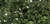 Fine-Leaf Foliage Med Grn