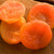 SlipPits 2025 Cadillac Apricots       Bulk  5 lbs                                           