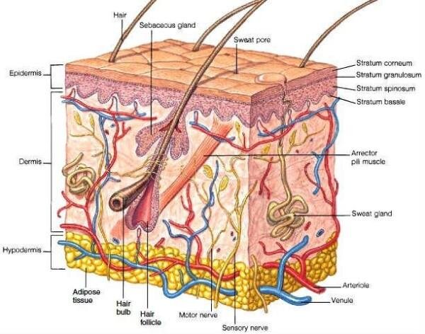 Understanding Skin Functuality