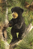 Black Bear Cub Puppet