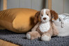 Marshmallow Parker Puppy