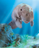 Manatee Hand Puppet