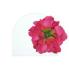 Raspberry Peony Cotton Hat