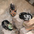 Razor Slim Electronic Ear Muffs