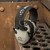 Razor Junior Electronic Ear Muffs