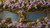 Gamers Grass - Tufts - Lavender Flowers 6mm