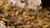 Gamers Grass - Tufts - Dry Steppe Set