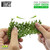 GSW - Ivy Foliage - Light Green Oak Large