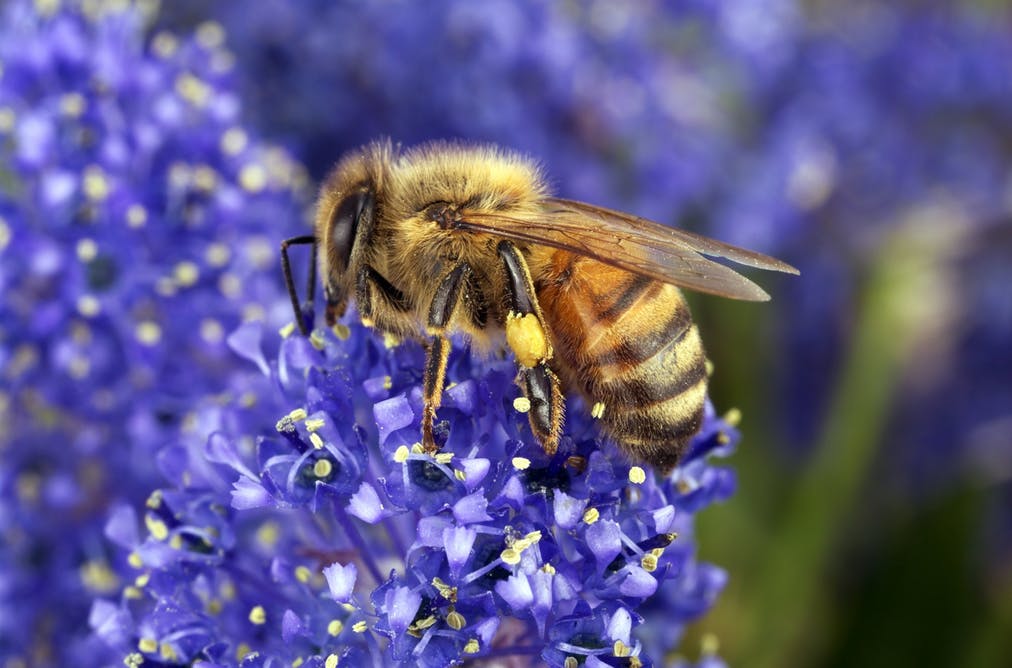 United States Beginning Beekeeping Supplies For Sale United States USA online listings for free shipping company supplier of honey bee beginning beekeeping supplies, Langstroth bee hives, beekeeping supplies for sale anywhere in New York 100 101 102 103 104 105 106 107 108 109 110 111 112 113 114 115 116 117 118 119 120 121 122 123 124 125 126 127 128 129 130 131 132 133 134 135 136 137 138 139 140 141 142 143 144 145 146 147 148 149 005 063 | United States USA online listings for free shipping company supplier of honey bee beginning beekeeping supplies, Langstroth bee hives, beekeeping supplies for sale anywhere in listings around Oregon OR 970 971 972 973 974 975 976 977 978 979