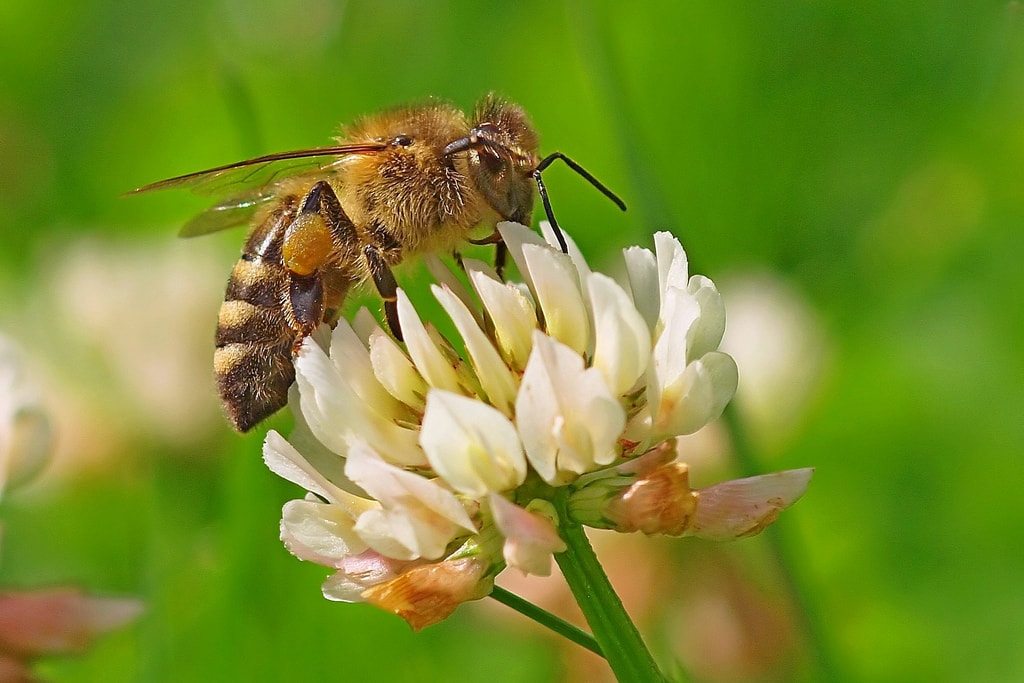 Lappe’s Bee Supply &amp; Honey Farm LLCUSA Beekeeping