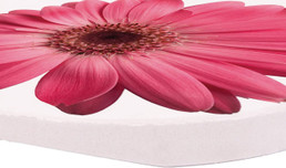 Car Coasters - Pink Daisies