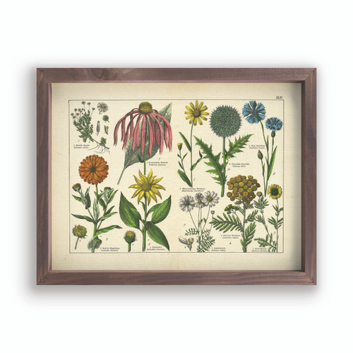 Framed Art - Plants