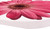 Car Coasters - Pink Daisies