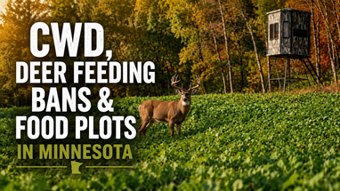 CWD, Deer Feeding Bans & Food Plots in Minnesota: A Hunter’s Guide to Better Deer Habitat