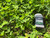 Domain Outdoors Clutch Clover Wildlife Clover Food Plot Seed  Annual  1/4 Acre