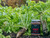 Domain Outdoors Illicit Wildlife Food Plot Seed  Annual  1/2 Acre