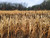 Domain Outdoors Japanese Millet - Bulk Pail Habitat Seed - Annual - 1 Acre