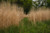 Domain Outdoors RC Big Rock Switch Grass - Bulk Pail Switchgrass Habitat Seed - Perennial - 2 Acre