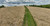 Domain Outdoors RC Big Rock Switch Grass - Bulk Pail Switchgrass Habitat Seed - Perennial - 2 Acre