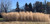 Domain Outdoors Sundance Switchgrass Switchgrass Habitat Seed - 1/2 Acre
