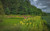 Domain Outdoors Sunflower Wildlife Food Plot Seed  Annual  1/4 Acre