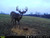 Domain Outdoors Stockpile XL Deer Block - 33 lbs