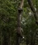 Big Game Warrior DXT 17' One-Person Ladder Stand