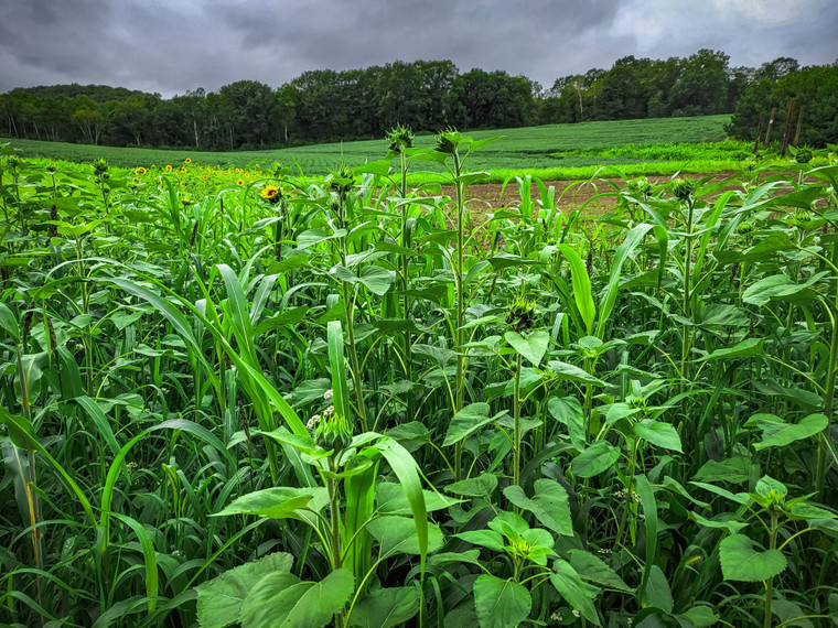 Domain Outdoors Dirty Bird Wildlife Food Plot Seed - Annual - 1/4 Acre