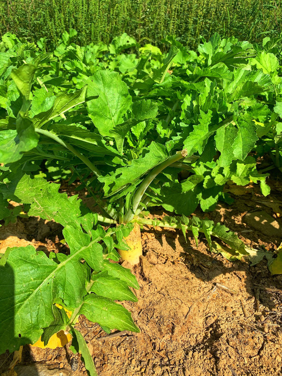 Domain Outdoors Illicit Wildlife Food Plot Seed - Annual - 1/2 Acre