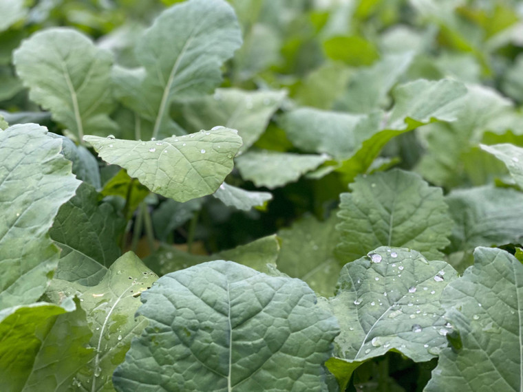 Domain Outdoors Smack Down Wildlife Food Plot Seed - Annual - 1/2 Acre