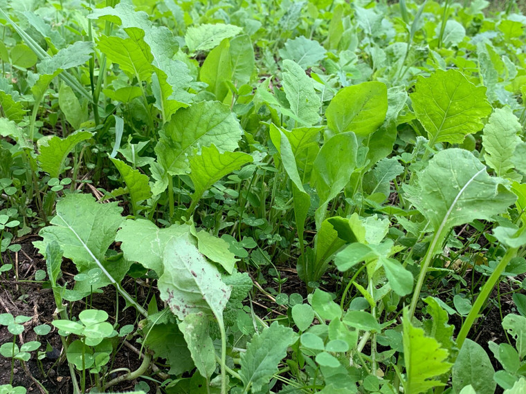 Domain Outdoors Sugar Momma Deer Clover Food Plot Seed - Multi-Season - 1/2 Acre